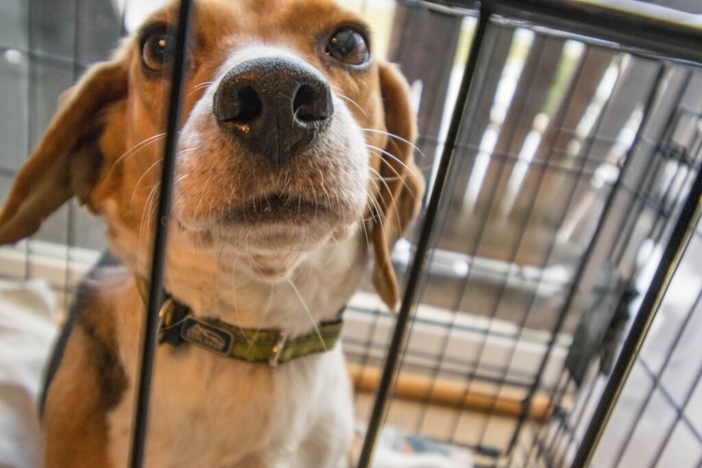 A dog looking longingly out of his crate