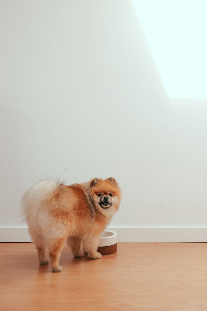 Dog standing beside a water bowl indoors