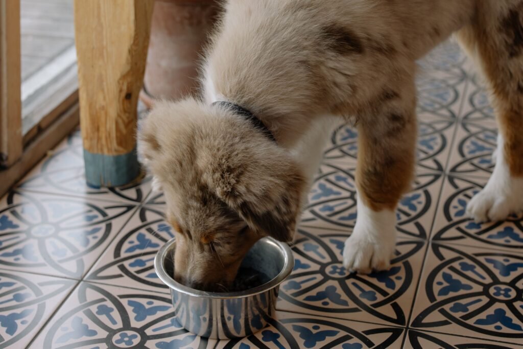 Dog bowl firmly on tile floor