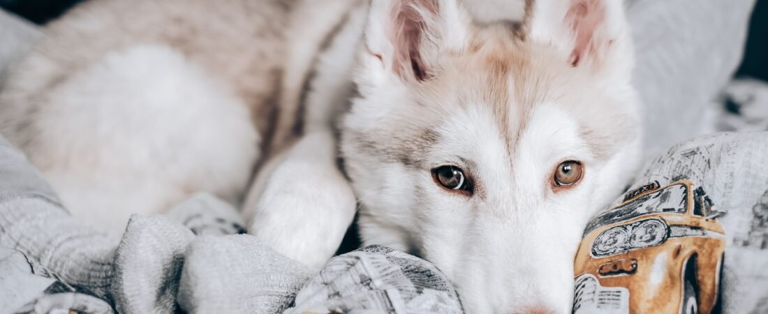Dog Blanket Storage Ideas: 9 Practical Ways to Keep Them Tidy