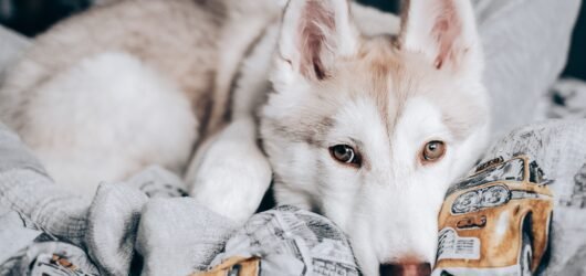 Dog Blanket Storage Ideas: 9 Practical Ways to Keep Them Tidy