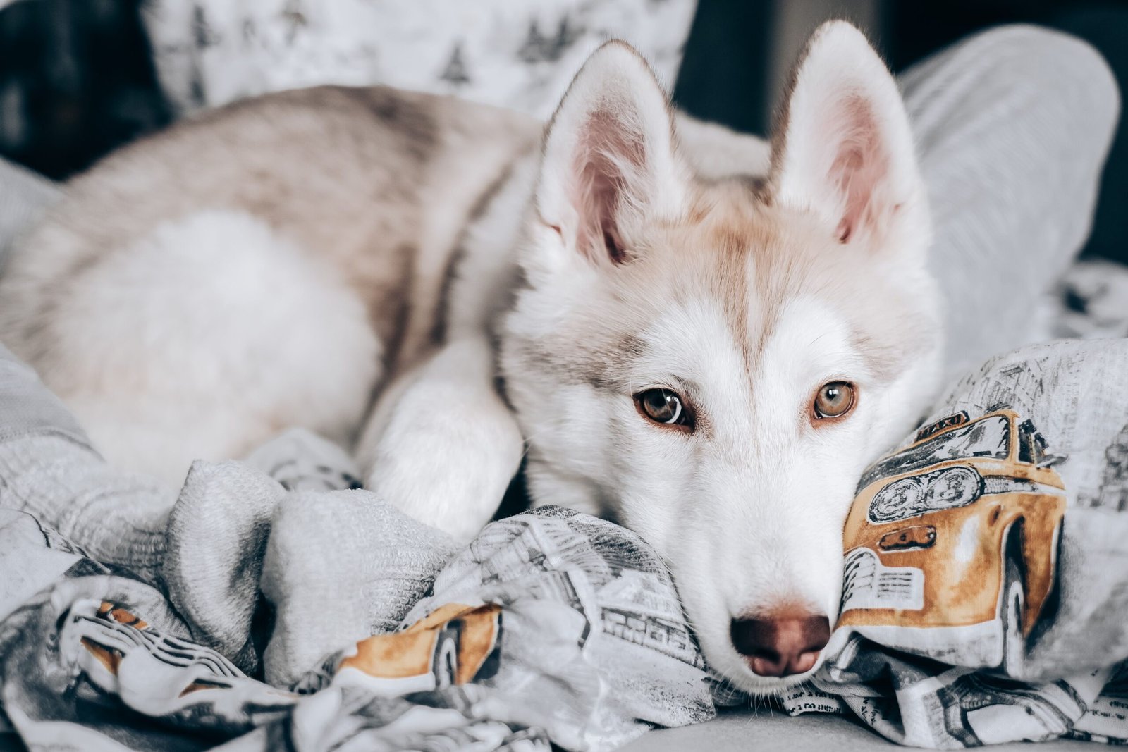 Dog Blanket Storage Ideas: 9 Practical Ways to Keep Them Tidy