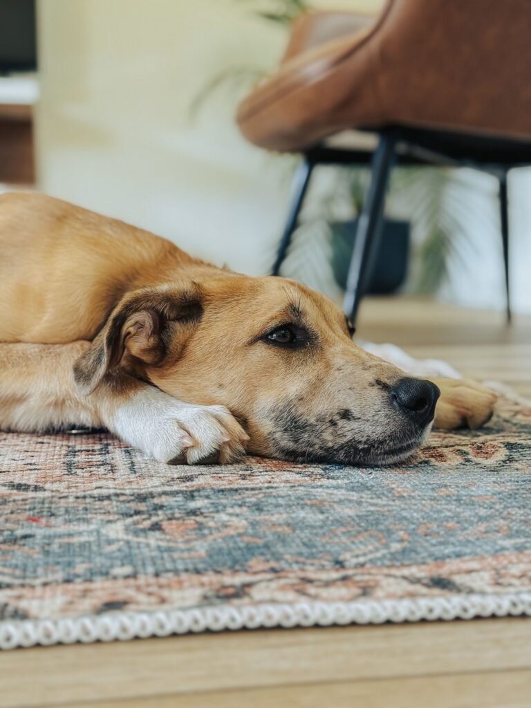 Dog resting on a washable rug