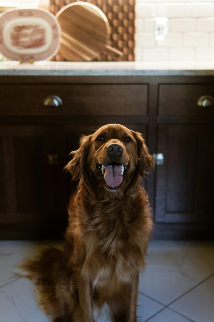 Dog sitting on tile flooring