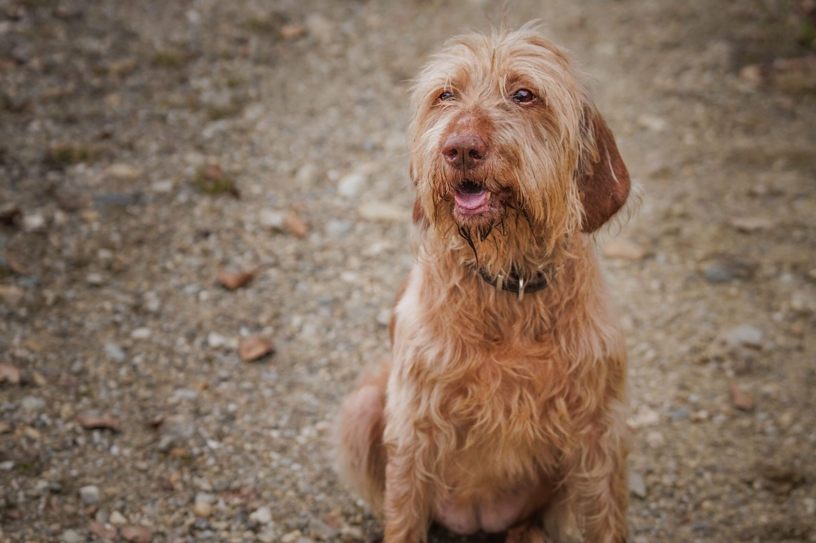 Dog with muddy paws after being outdoors