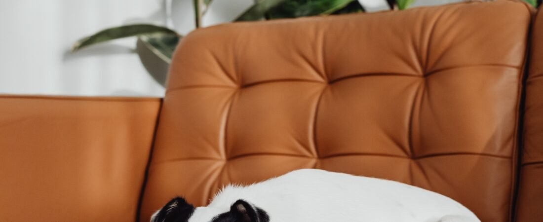 How to Keep Dog Hair Off Your Couch: 10 Easy Ways That Work
