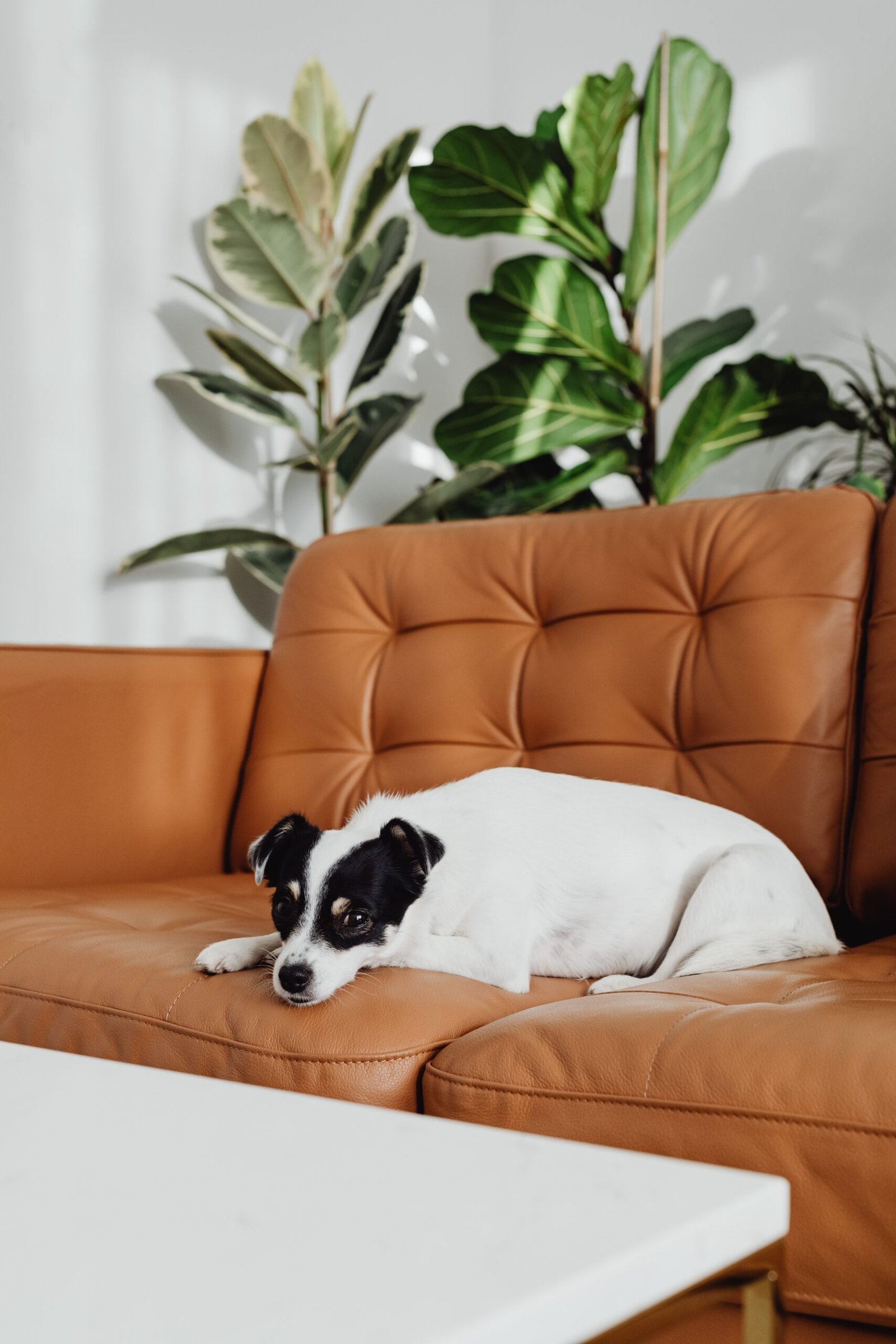 How to Keep Dog Hair Off Your Couch: 10 Easy Ways That Work