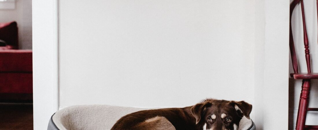 How to Stop a Dog Bed Sliding on Hardwood Floors: 7 Easy Fixes