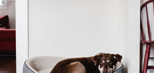 How to Stop a Dog Bed Sliding on Hardwood Floors: 7 Easy Fixes