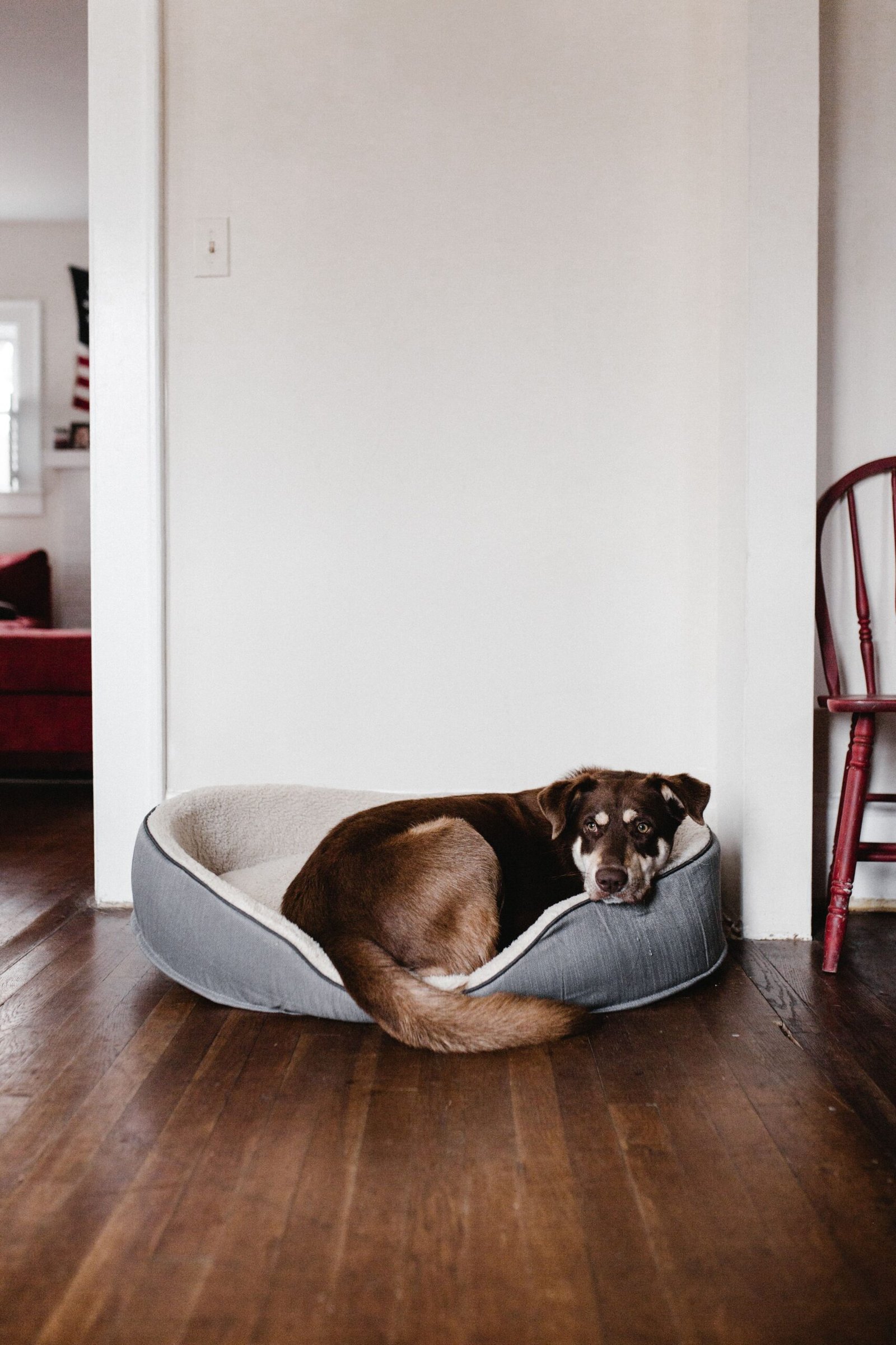How to Stop a Dog Bed Sliding on Hardwood Floors: 7 Easy Fixes