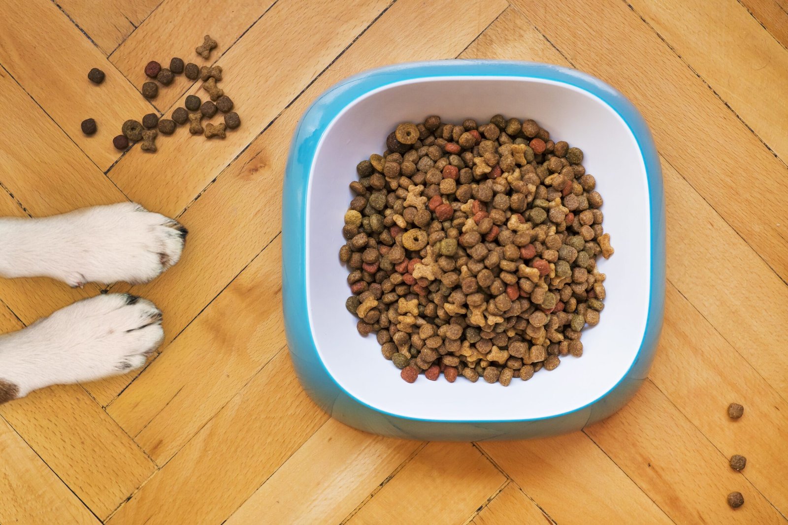 How to Stop Dog Bowls Sliding Around the Floor: 8 Easy Fixes
