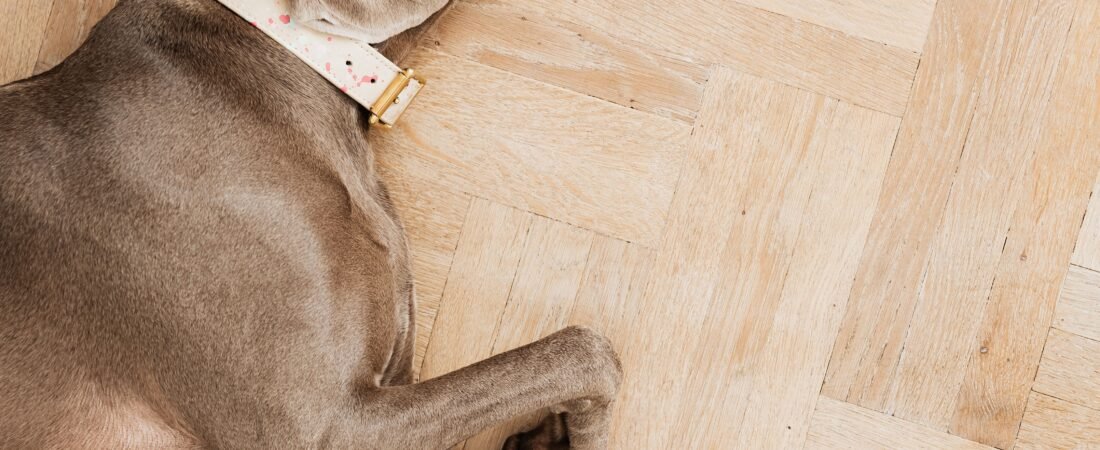 10 Easy Ways to Keep Floors Clean with Dogs