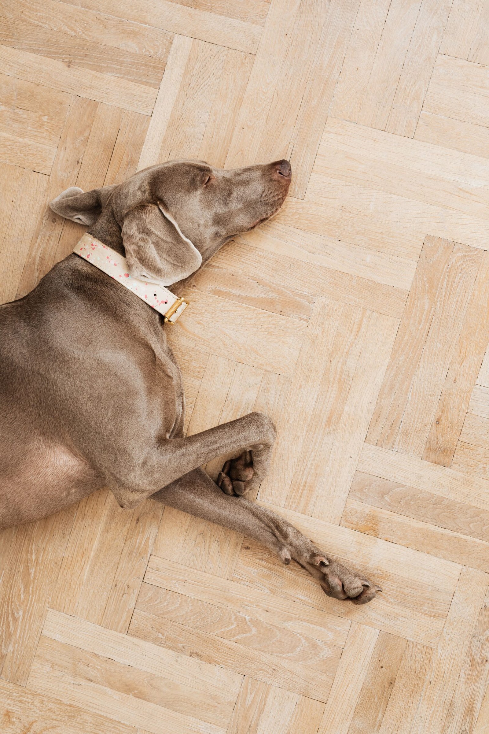 10 Easy Ways to Keep Floors Clean with Dogs