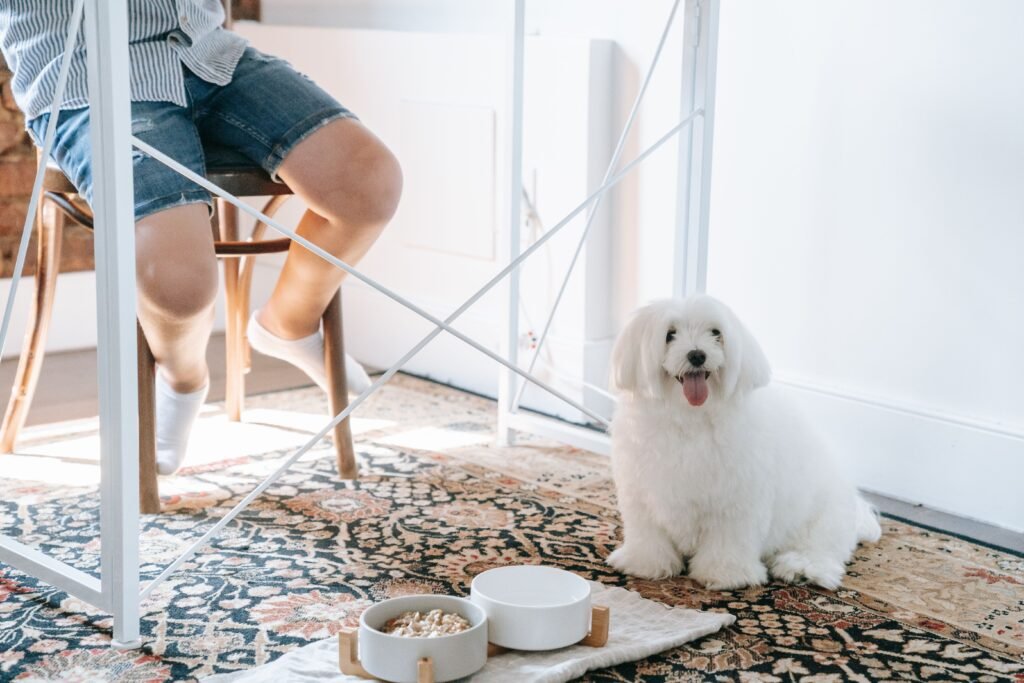 Dog bowls with food on feeding mat