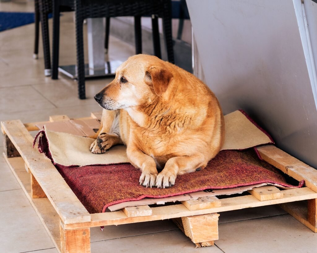 A dog resting on plant rather than crate