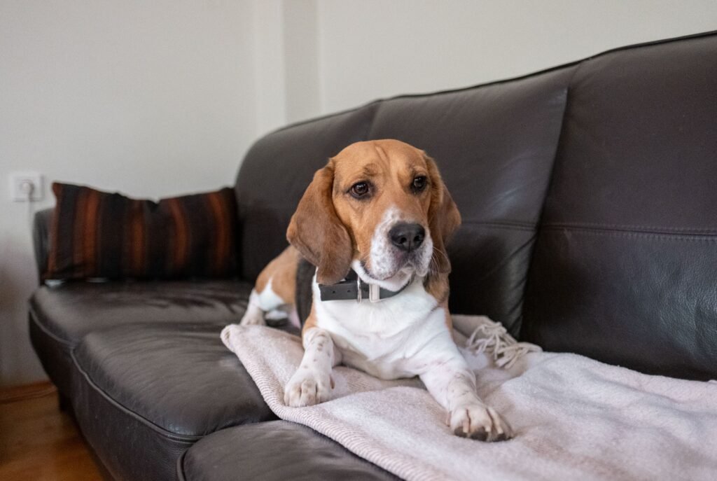 Beagle resting on a couch with a dog blanket