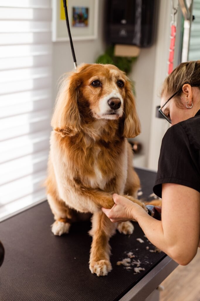 Brushing a dog to remove loose hair