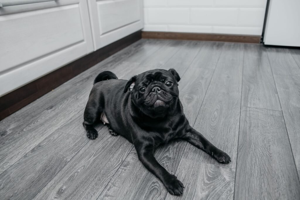 Dog-friendly mudroom with practical storage