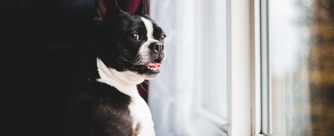 How to Protect a Window Sill From Dog Scratches: 7 Practical Fixes