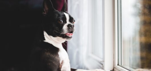 How to Protect a Window Sill From Dog Scratches: 7 Practical Fixes