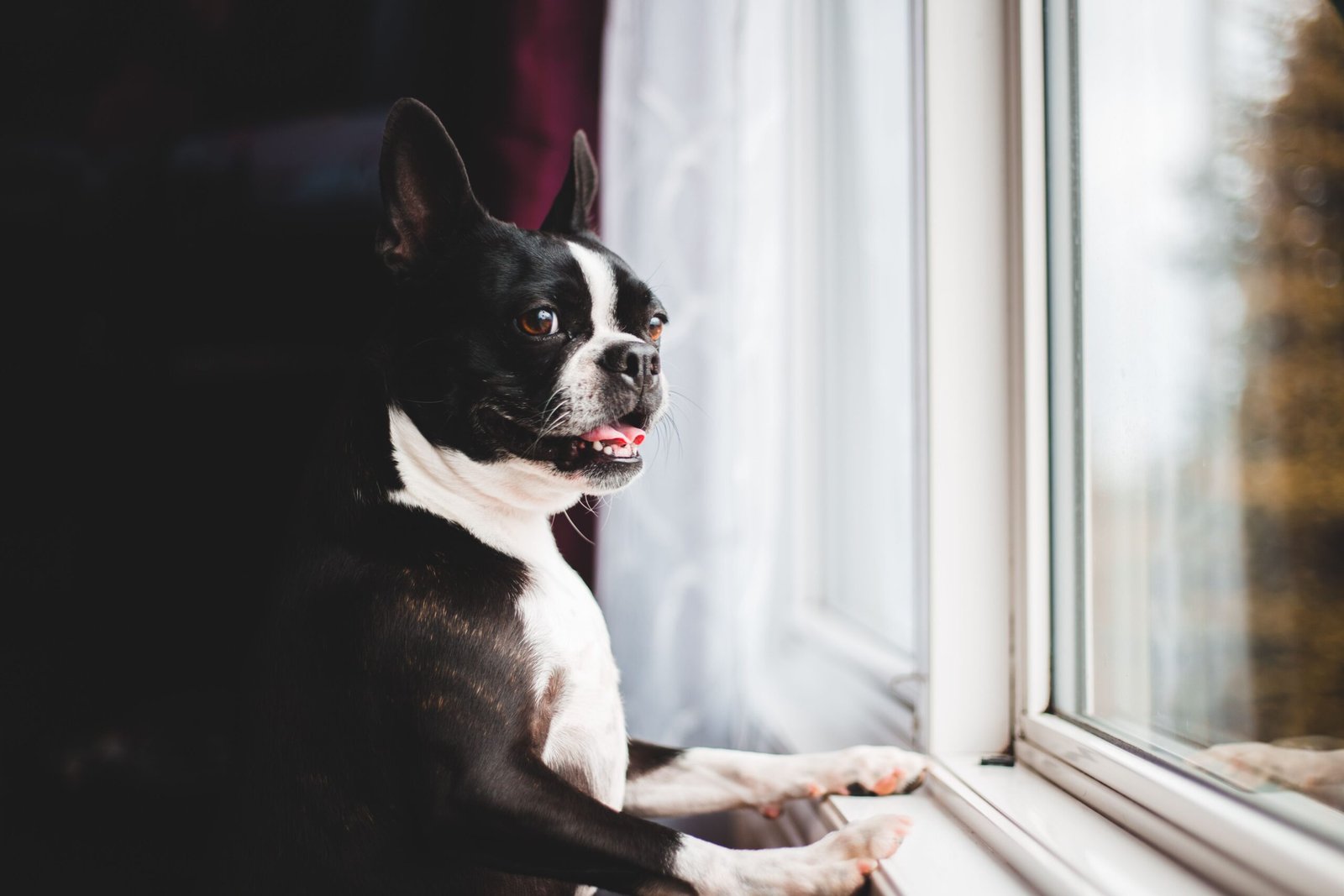 How to Protect a Window Sill From Dog Scratches: 7 Practical Fixes