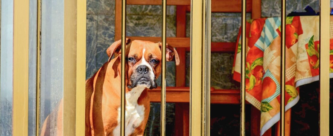 Where to Store a Dog Gate When Not in Use: 8 Space-Saving Ideas