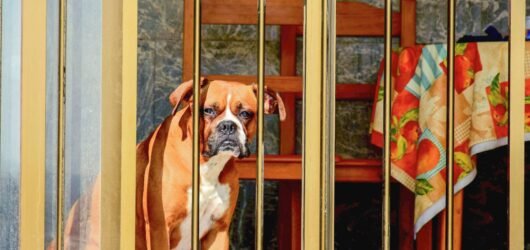 Where to Store a Dog Gate When Not in Use: 8 Space-Saving Ideas