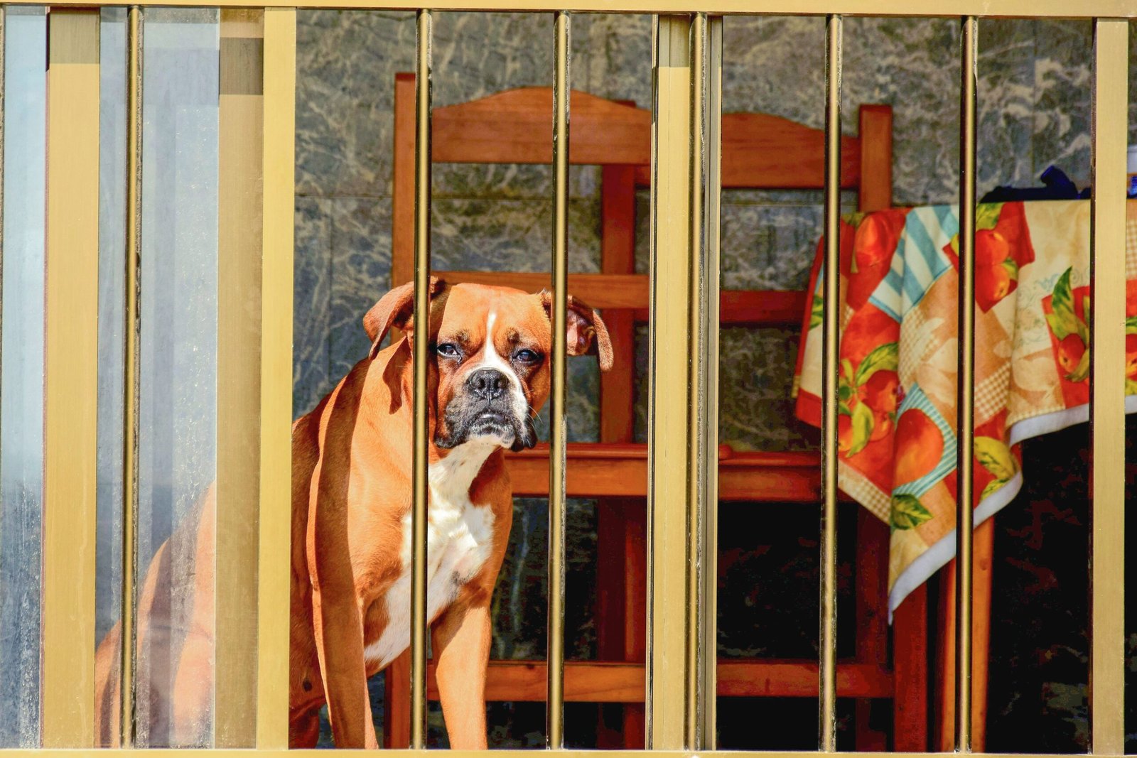 Where to Store a Dog Gate When Not in Use: 8 Space-Saving Ideas