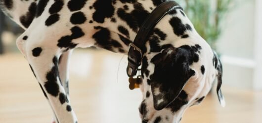 How to Protect Hardwood Floors from a Dog Water Bowl: 8 Practical Ways