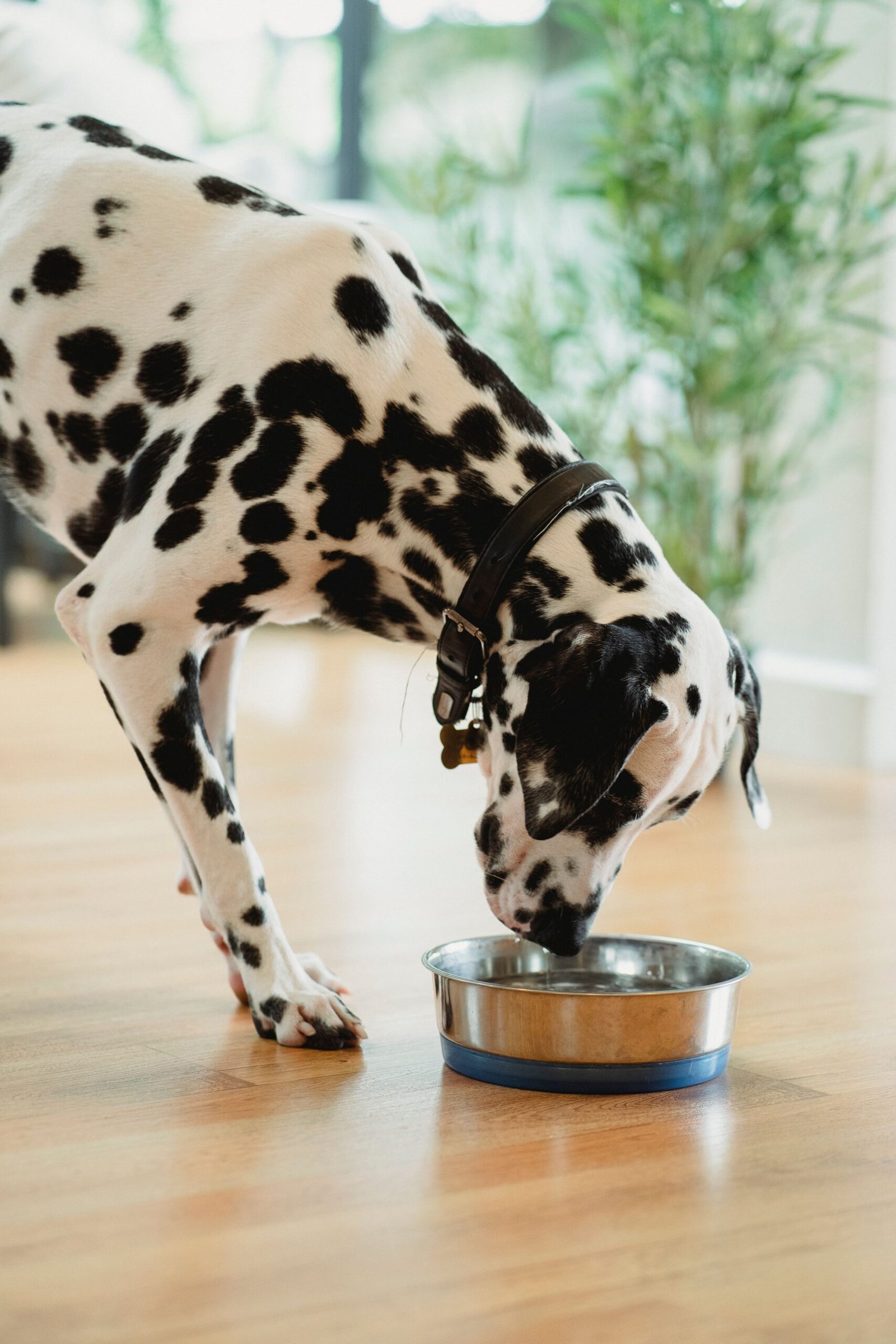 How to Protect Hardwood Floors from a Dog Water Bowl: 8 Practical Ways