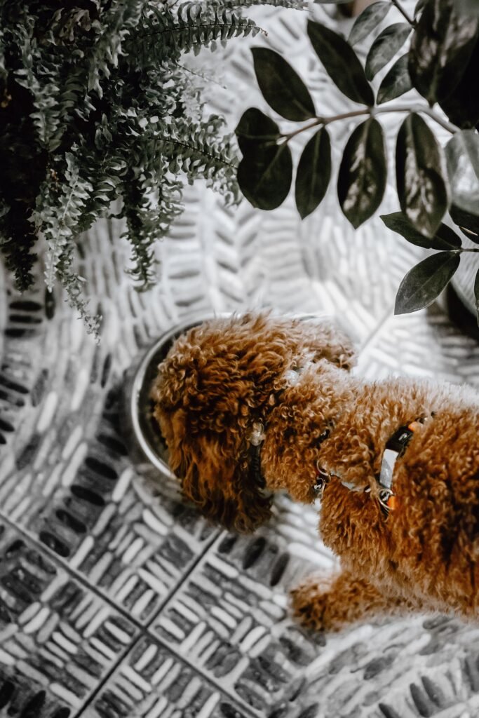 Dog drinking from a water bowl indoors