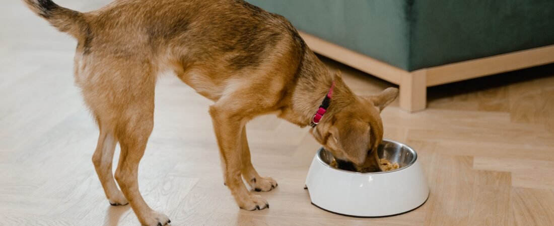 Where to Put Dog Bowls in a Small Kitchen: 9 Space-Saving Spots