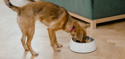 Where to Put Dog Bowls in a Small Kitchen: 9 Space-Saving Spots