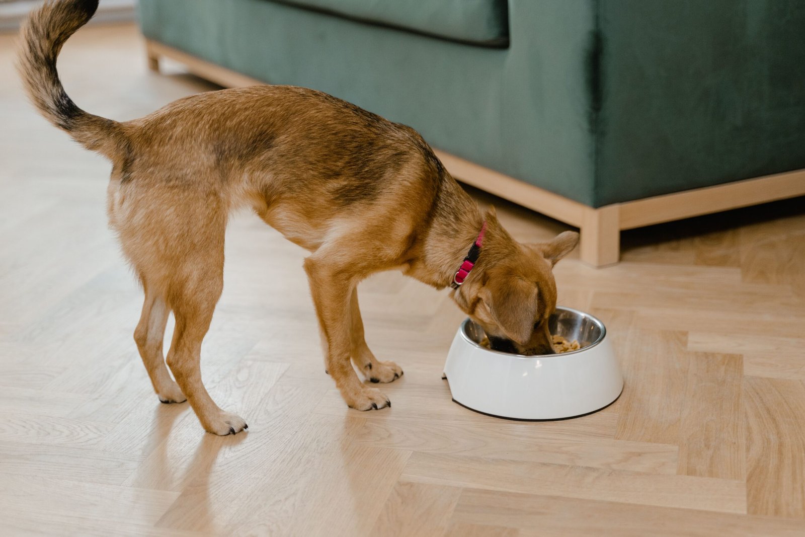 Where to Put Dog Bowls in a Small Kitchen: 9 Space-Saving Spots