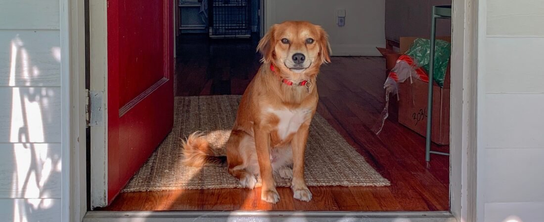 10 Dog-Friendly Entryway Ideas for a Clean and Organized Home