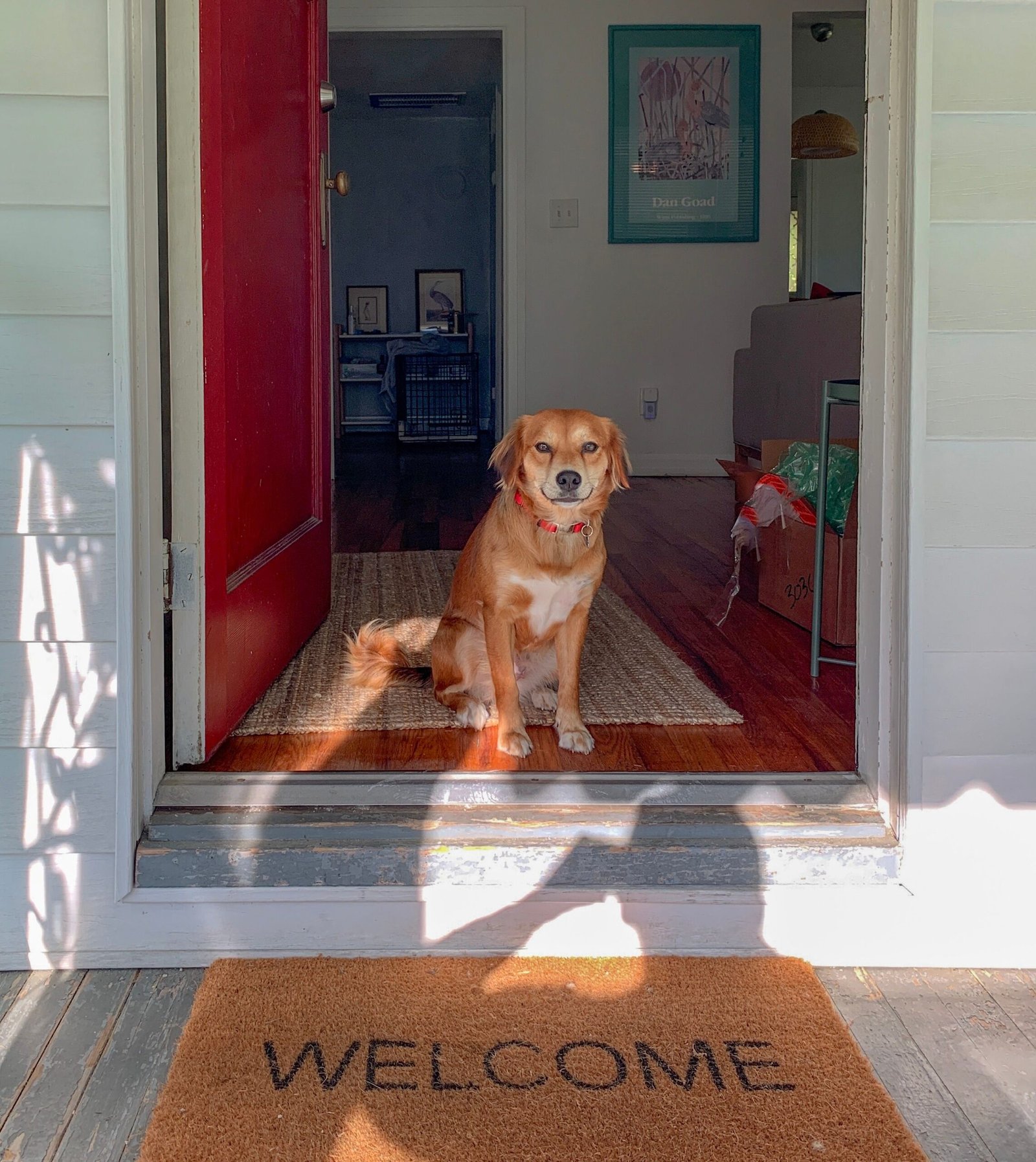 10 Dog-Friendly Entryway Ideas for a Clean and Organized Home