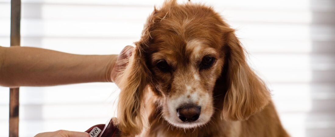 Where to Store Dog Grooming Supplies: 9 Small-Space Ideas
