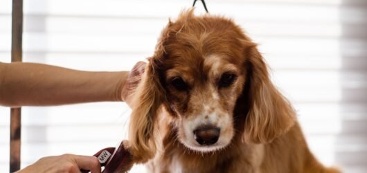 Where to Store Dog Grooming Supplies: 9 Small-Space Ideas