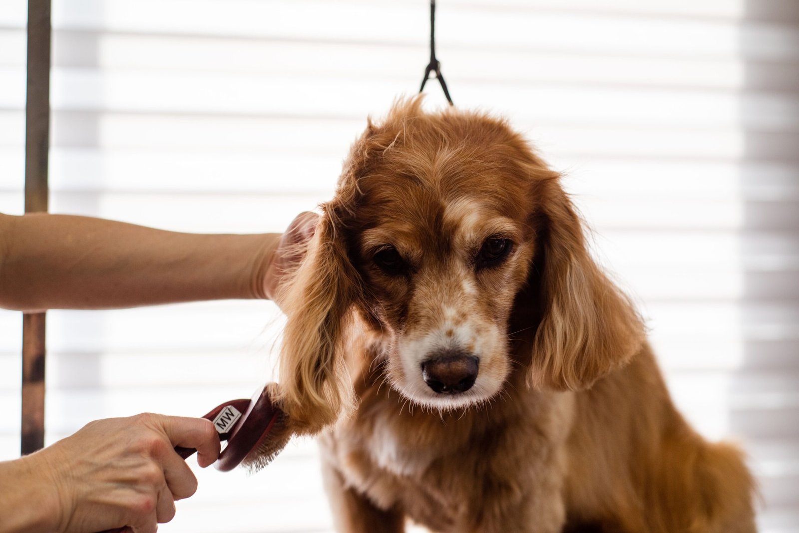 Where to Store Dog Grooming Supplies: 9 Small-Space Ideas