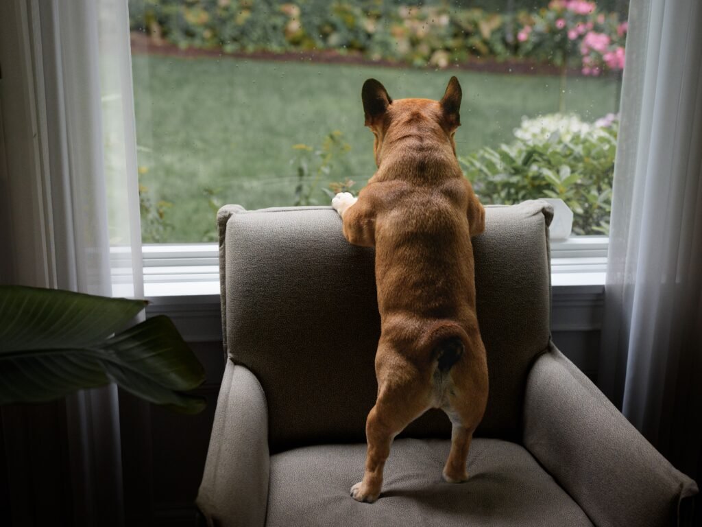 Dog looking outside through a window at home