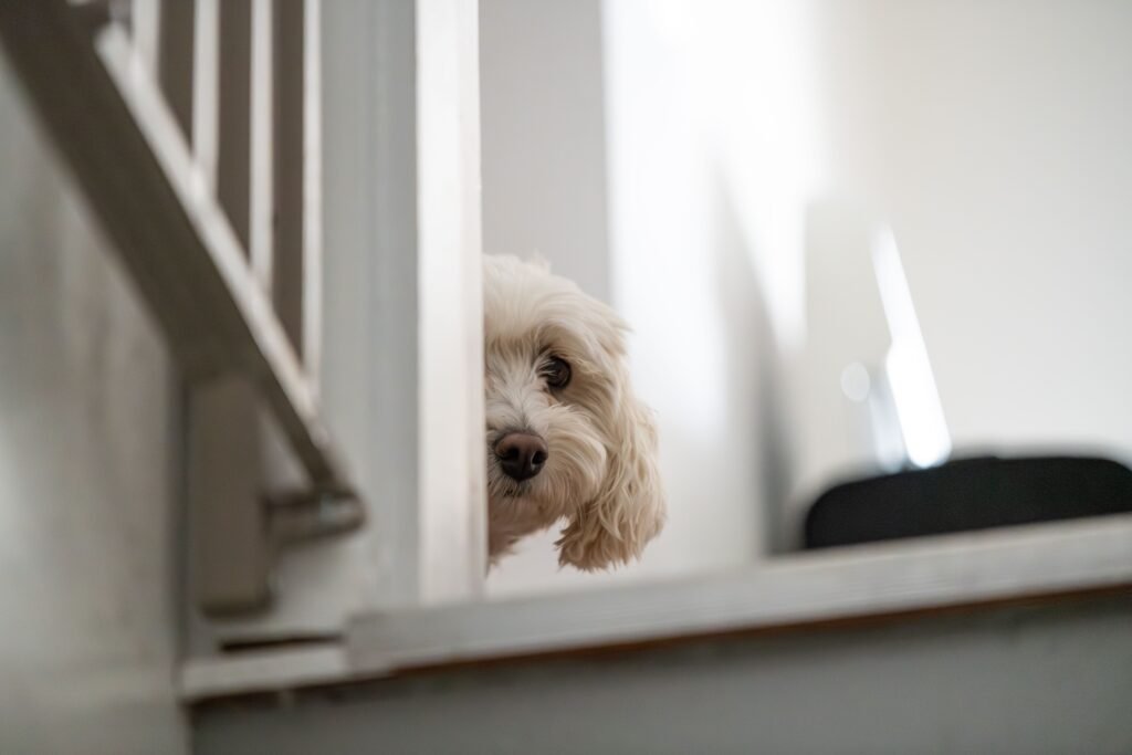 Dog standing behind an indoor pet gate