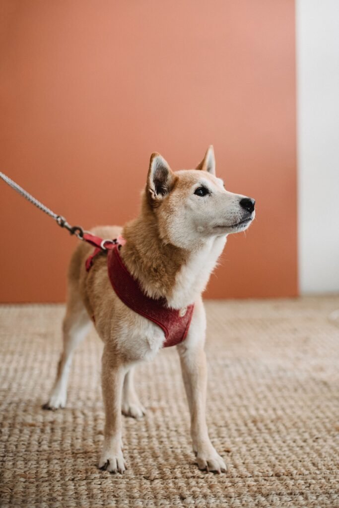 Dog on a leash beside a home entrance