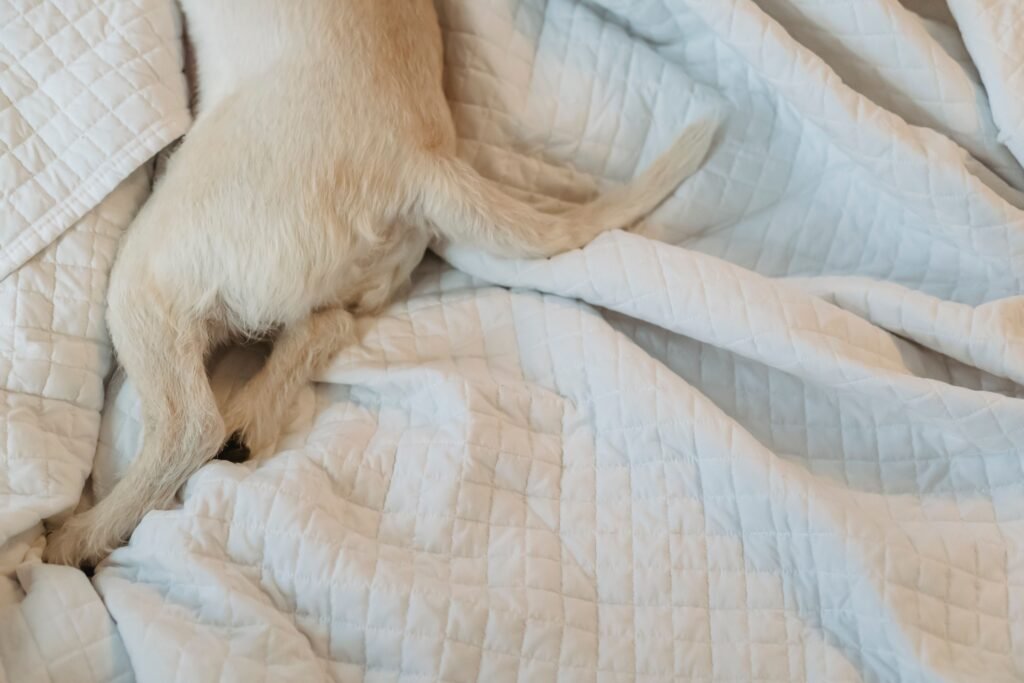 Dog resting on a soft blanket
