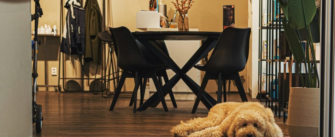 Best Flooring for Dogs: 7 Durable and Easy-to-Clean Options