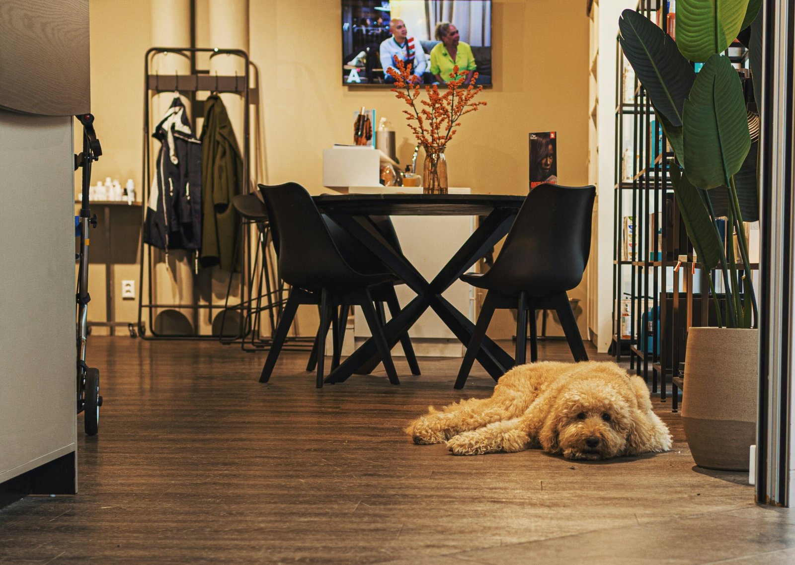 Best Flooring for Dogs: 7 Durable and Easy-to-Clean Options