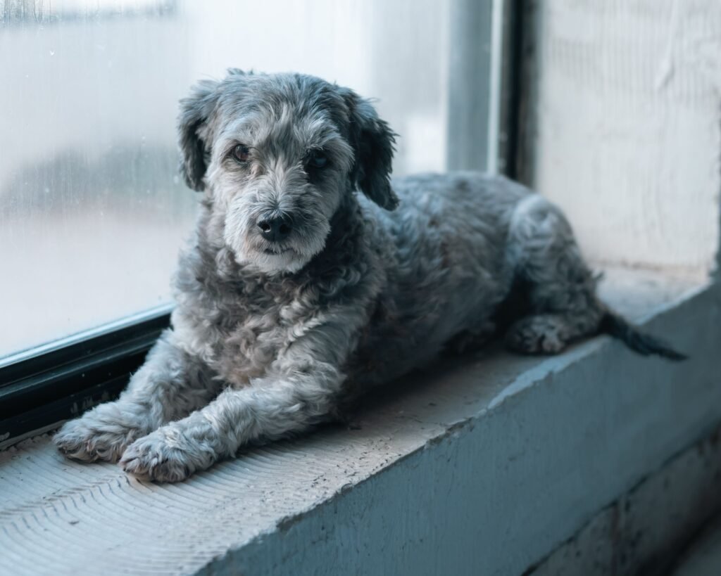 Dog resting its paws on an indoor window sill
