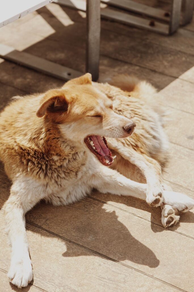 Dog resting on wooden flooring