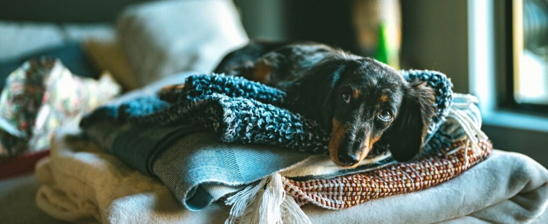 Dog Towel Storage Ideas: 10 Practical Ways to Keep Towels Tidy