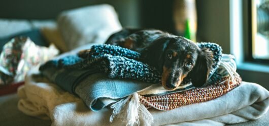 Dog Towel Storage Ideas: 10 Practical Ways to Keep Towels Tidy