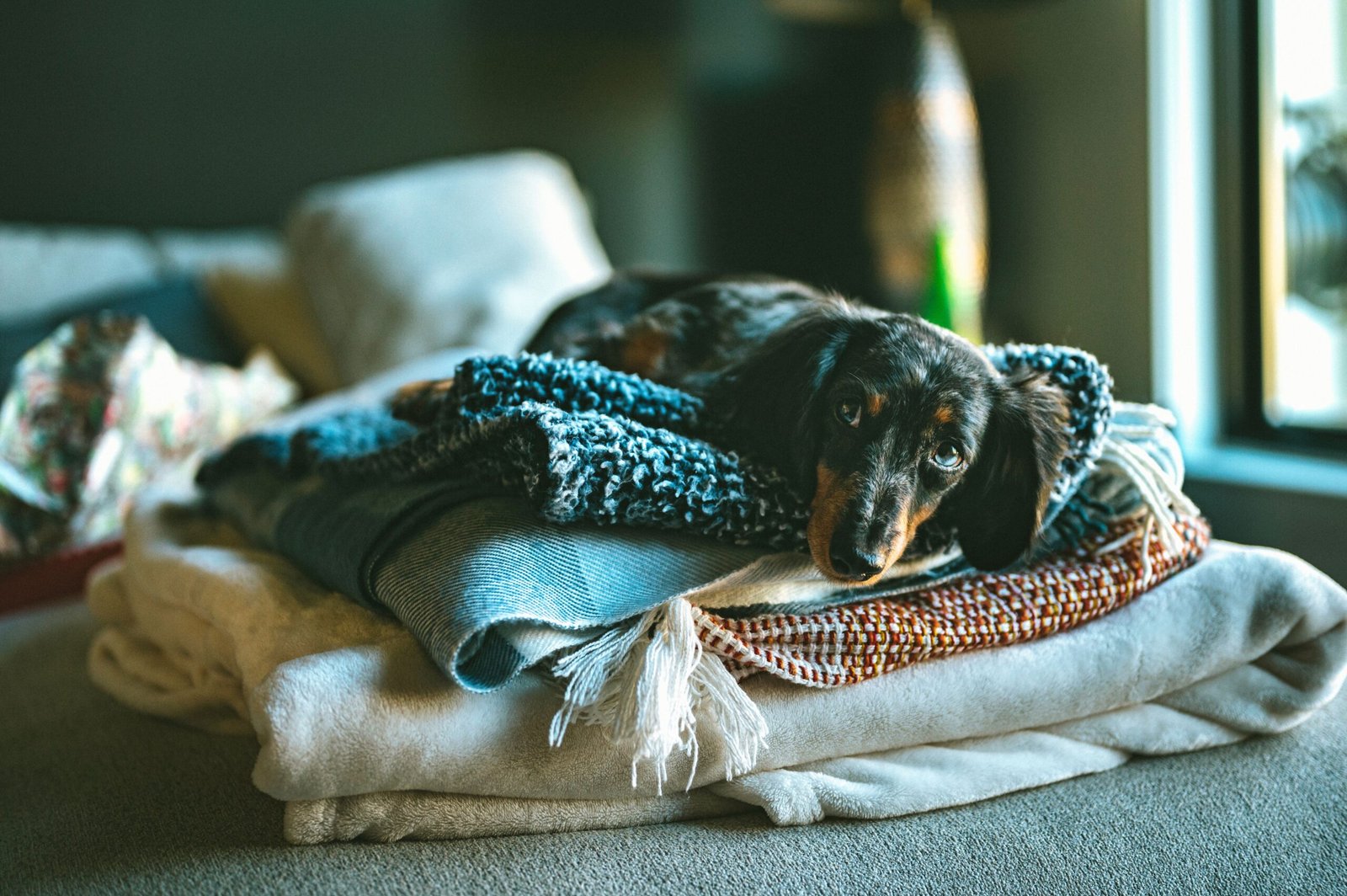 Dog Towel Storage Ideas: 10 Practical Ways to Keep Towels Tidy